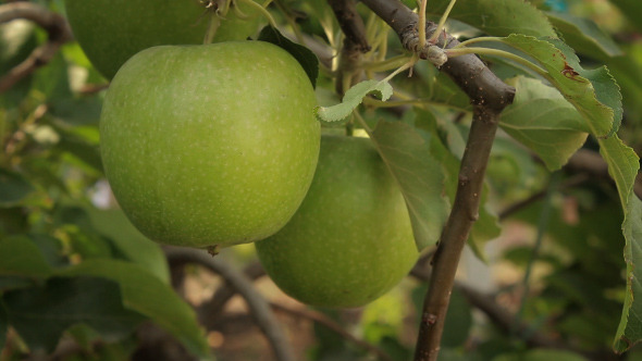 Apple Trees