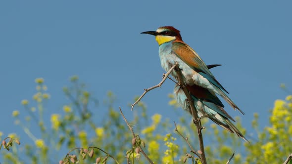 European Beeeater or Merops Apiaster