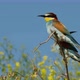 European Beeeater or Merops Apiaster - VideoHive Item for Sale