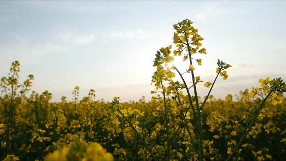 Brassica Rapa Field At Sunset 1