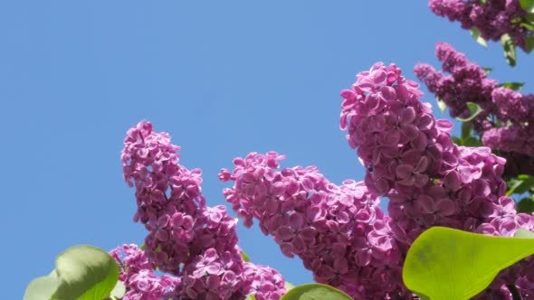 Branches Blossoming Lilac