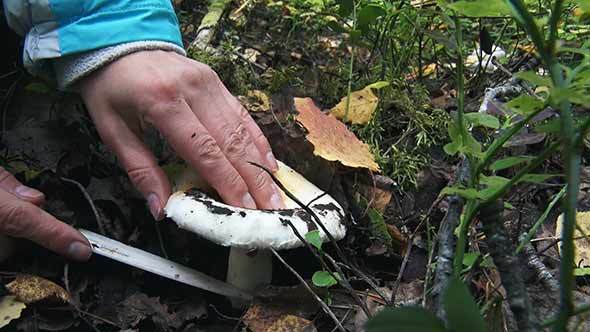 Cut off the Mushroom