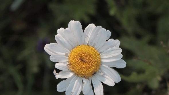 Daisy Flower 