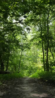 Vertical Video of Beautiful Green Forest By Day