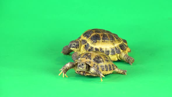 Turtles on a Green Background Screen