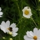 White Cosmos Flowers In Garden - VideoHive Item for Sale