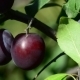 Sweet Ripe Blue Plum On Branch  - VideoHive Item for Sale