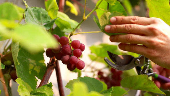 Farmer Harvests Grapes