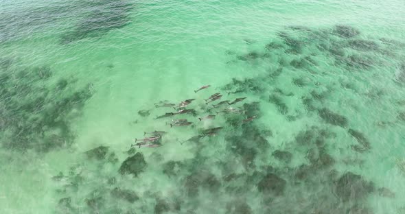 Dolphins Playing in the water near a rocky beach in South Australia