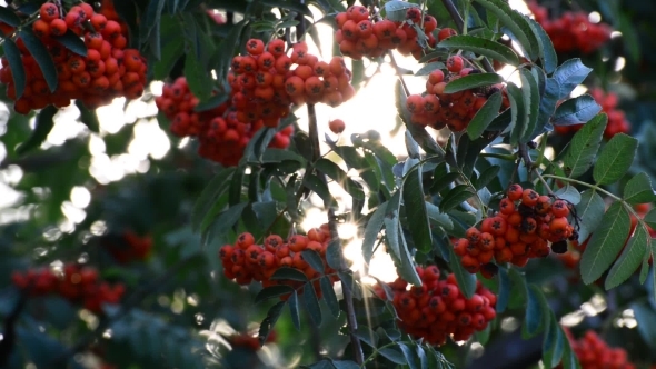 Rowan Berries In Summer Sunset