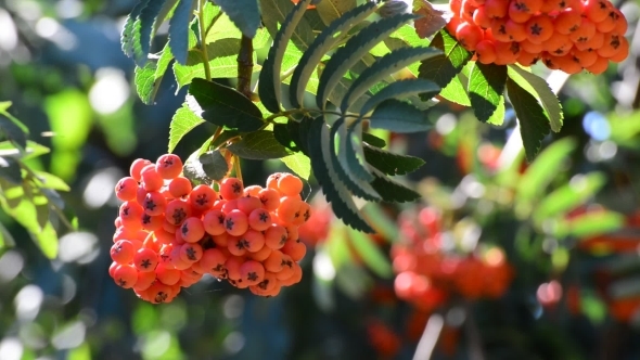 Rowan Berries In Summer 