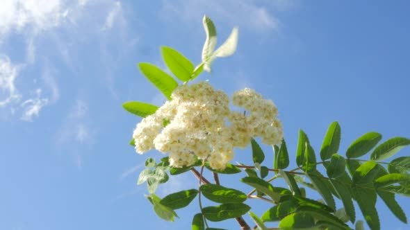 Blooming Rowan Green Rowan Leaves Swaying Branch