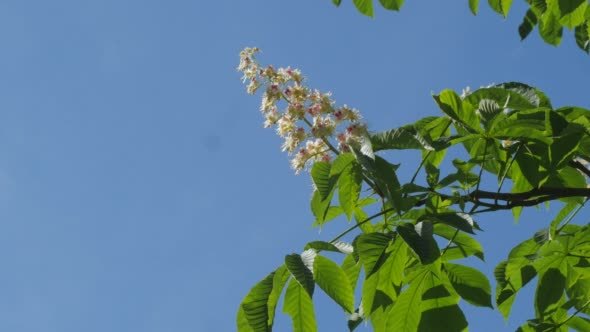 Blooming Chestnut Tree Flowers