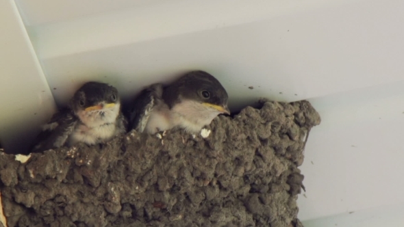 Swallow Chicks In The Nest