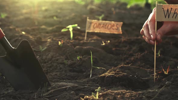 The Word Wheat, A Marker For Planted Plantation Of Seedlings Of Wheat Grain, Agronomist Marks