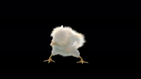 18 Baby Chicks Dancing 4K