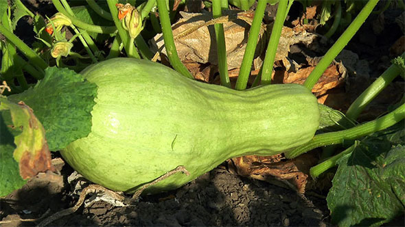 Green Zucchini Under Leaf