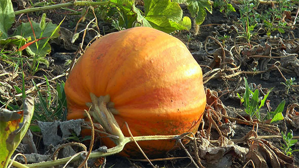 Round Orange Pumpkin