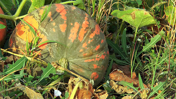 Striped Pumpkin in the Grass