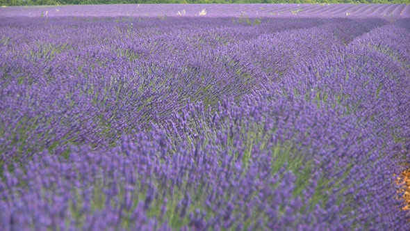 Violet Fields Of Blooming Lavender