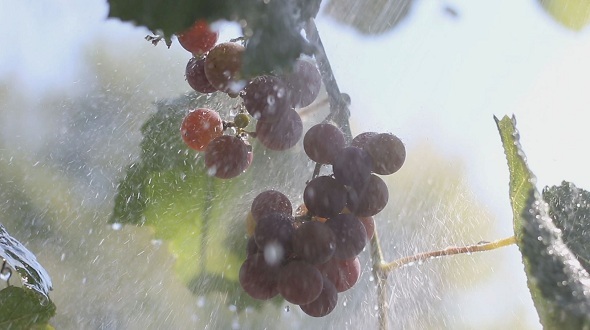 A Bunch of Grapes in The Rain