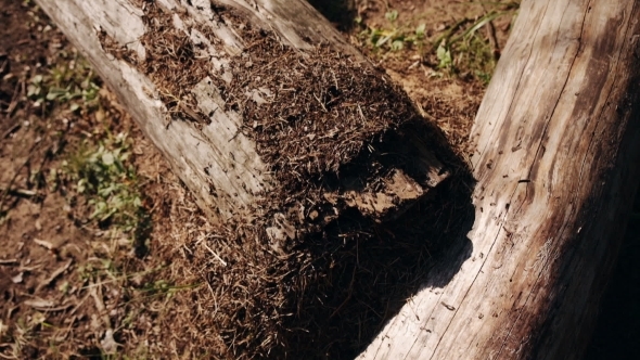 Anthill In The Forest