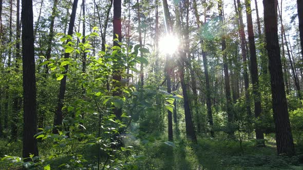 Summer Forest with Pine Trees Slow Motion