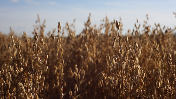 Field of Oats