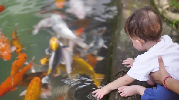 A Closeup Shows a Pond with Fish