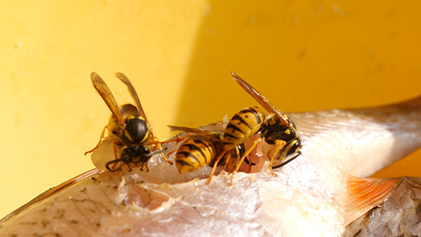 Wasp Eats Fish Meat