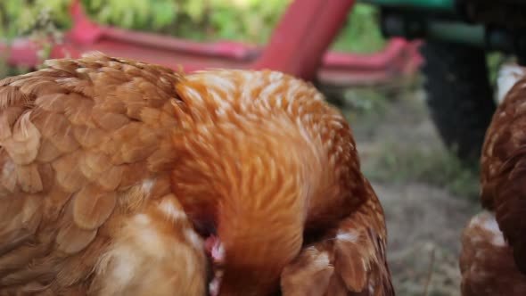 Hens on The Chickens Farm