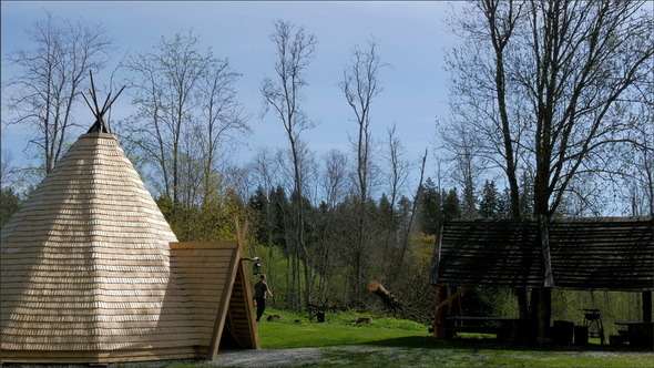 Logger Cutting off the Tall Pine Tree