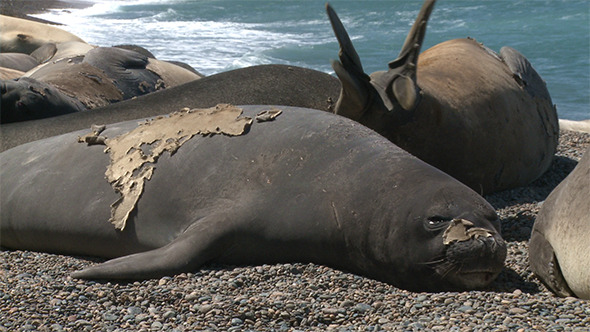 Seal Rookery on the Coastline of Atlantic Ocean