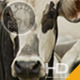 Cow & Cattle Pack 01 - VideoHive Item for Sale
