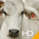 Cow & Cattle Pack 02 - VideoHive Item for Sale