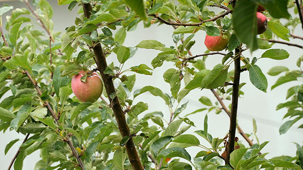 Apple Hanging On A Tree Branch