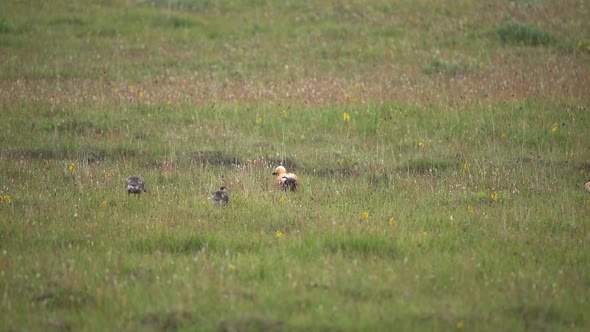 Wild Ruddy Shelduck Bird Family With Parents and Young Cubs in Natural Meadow