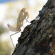 Praying Mantis Catching and Then Eating a Housefly - VideoHive Item for Sale