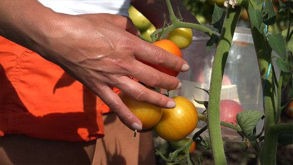 Harvest Time For Tomatoes 1