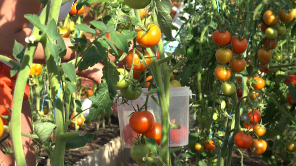 Harvest Time For Tomatoes 2