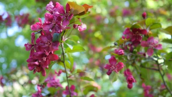 Maroon Burgundy Flowers 