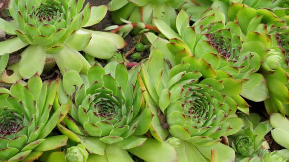 Different Succulents Growing in the Garden