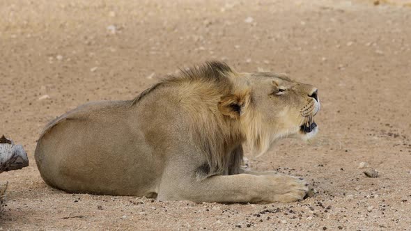 Male African Lion Roaring