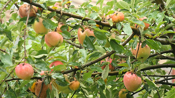Apple Hanging On Tree Branch