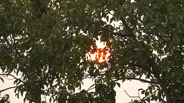 Sunset With Tree Branch At Evening Time