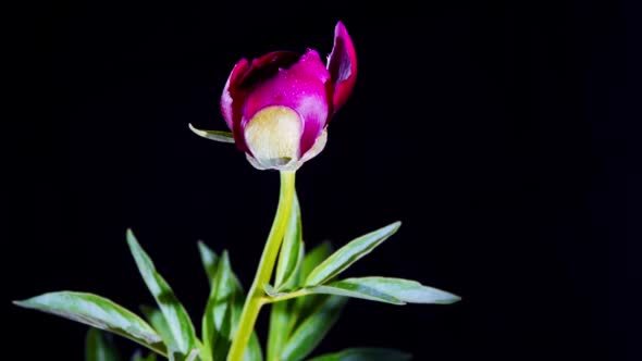 Peony Flowering