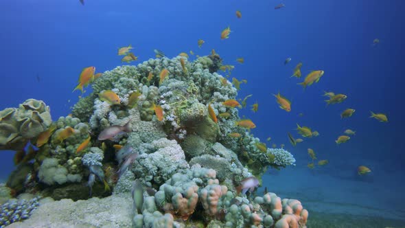 Colorful Red Sea Coral