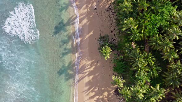 Drone view of scenic palm fringed Coson beach of Las Terrenas, Caribbean