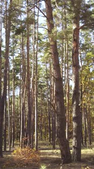 Vertical Video of Trees in the Forest in Autumn