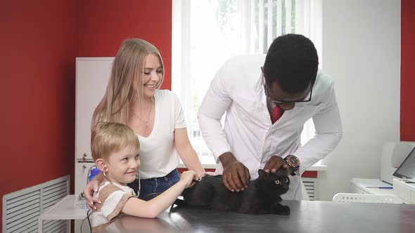 Veterinarian Checks the Cat for Fleas